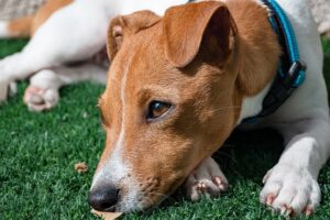 「アムラ」で愛犬の瞳と健康を守る：ブルーベリーの50倍ポリフェノールの力とは？